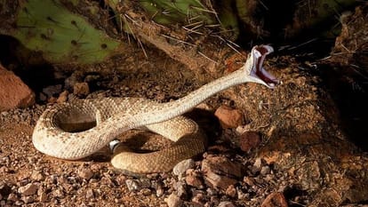 Snakes are the superpowers of the jungle