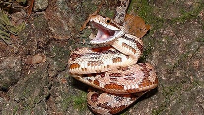 Snakes are the superpowers of the jungle