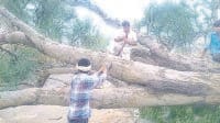 tree on road, jam, problam, mahendragarh