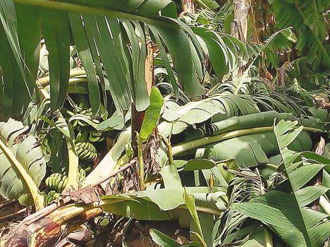 Many farmers have banana crop waste