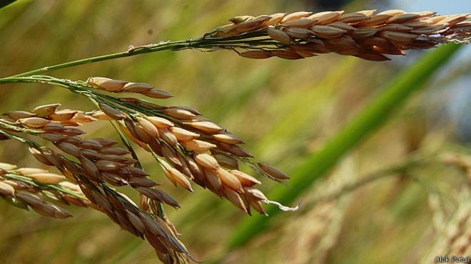 Your wheat and corn are poisonous