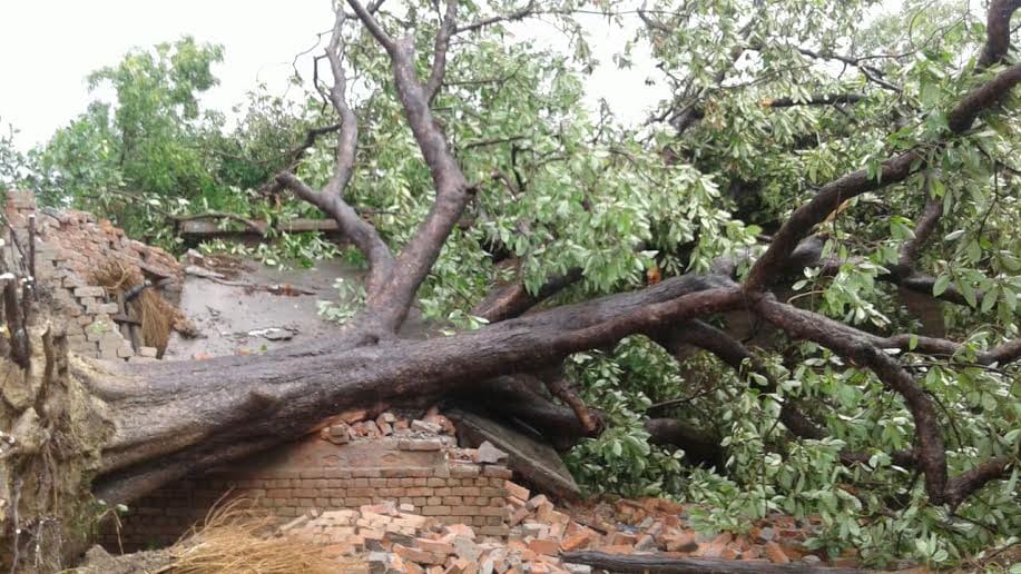 Fallen trees and poles in the storm