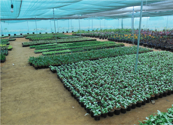 herbal nursery in tehri garhwal