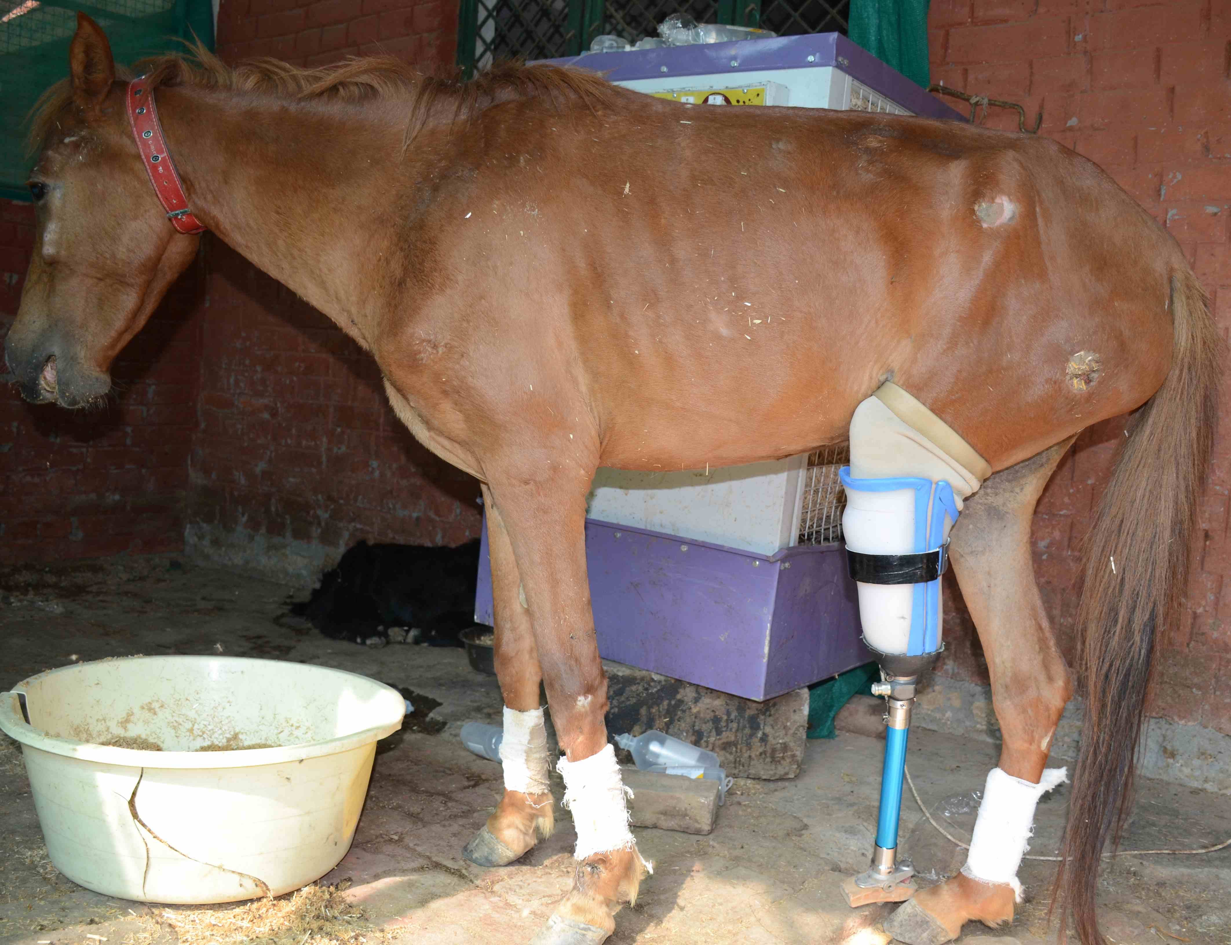 good days for injured animal in uttarakhand