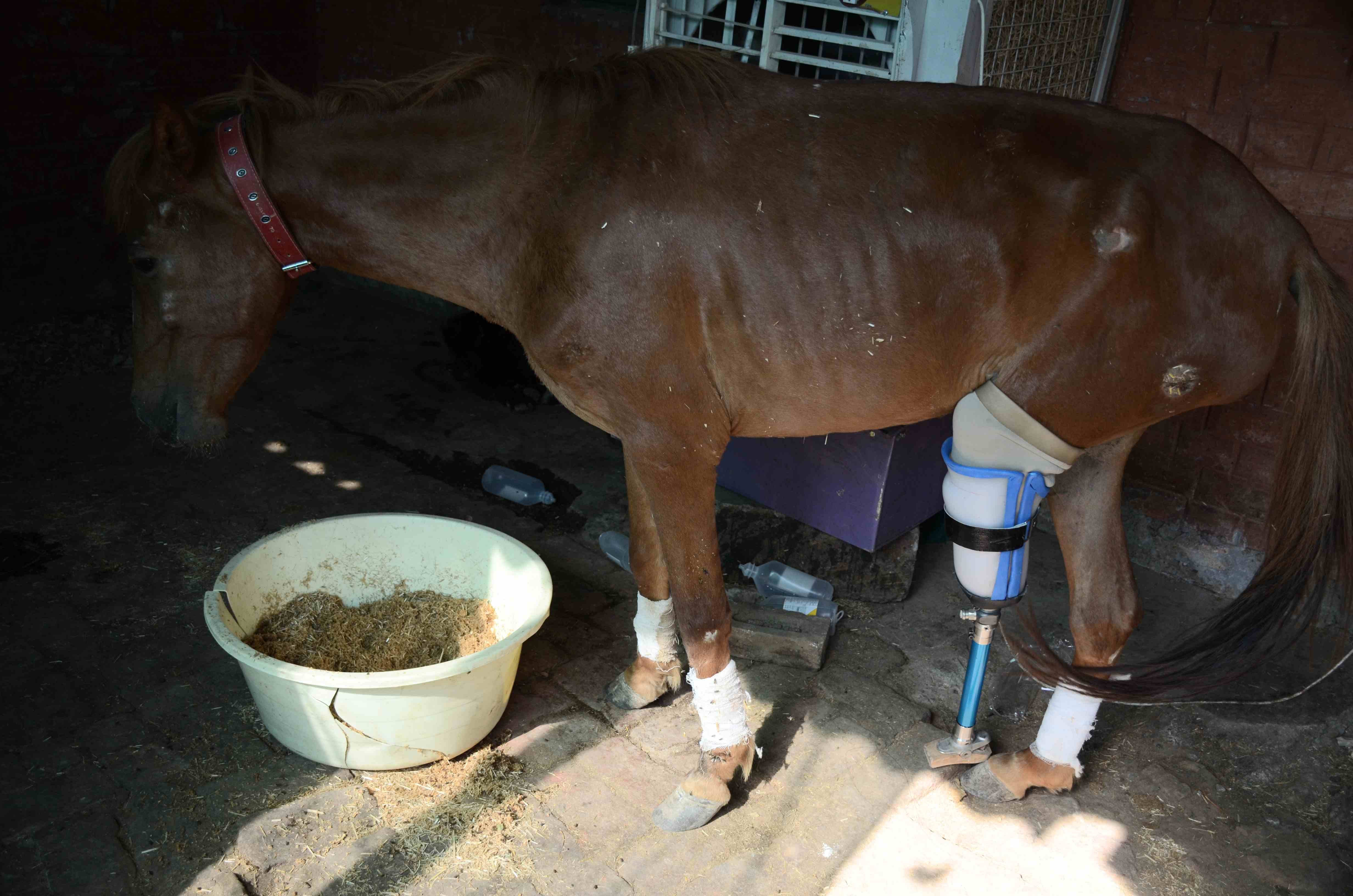 good days for injured animal in uttarakhand