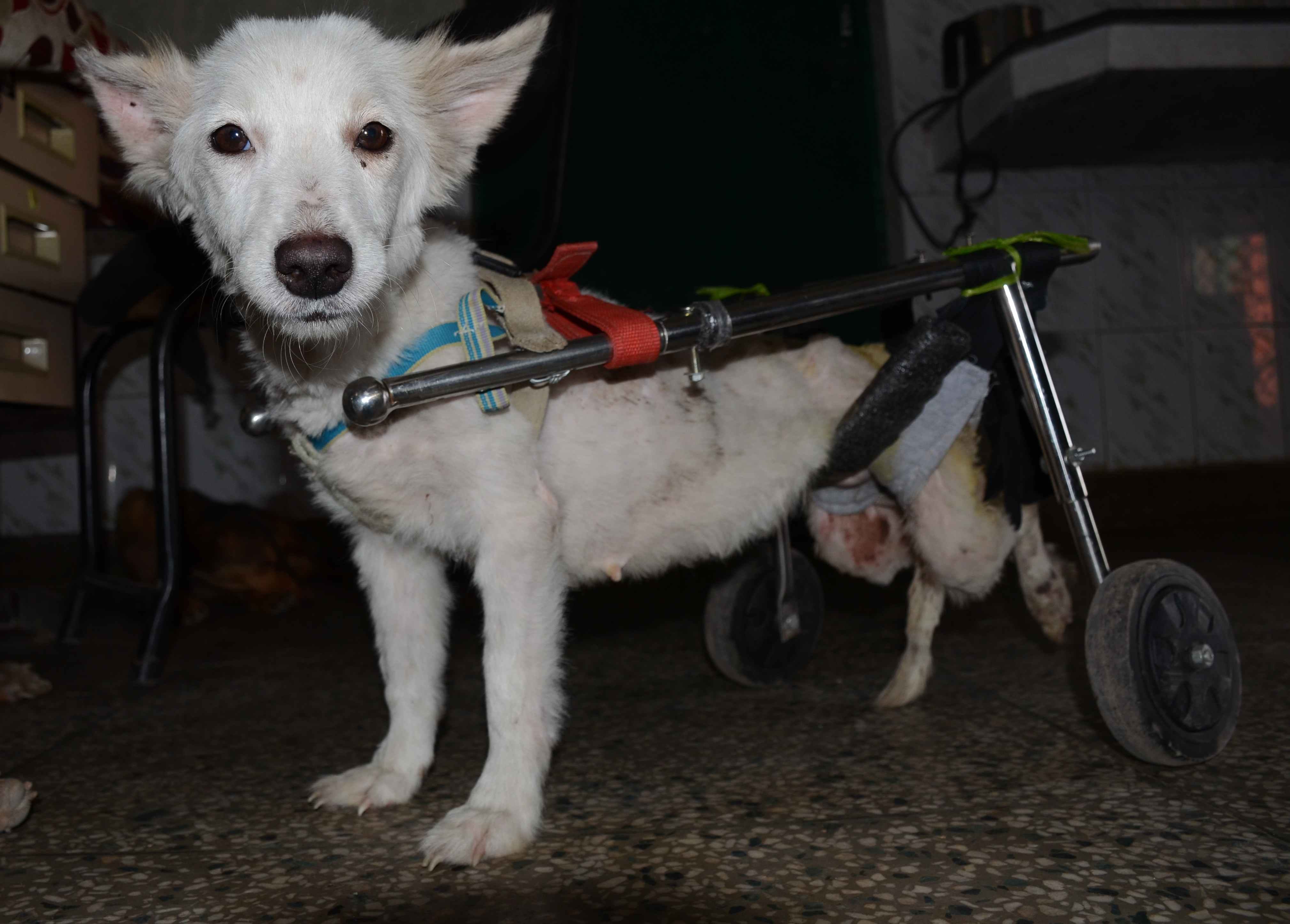 good days for injured animal in uttarakhand