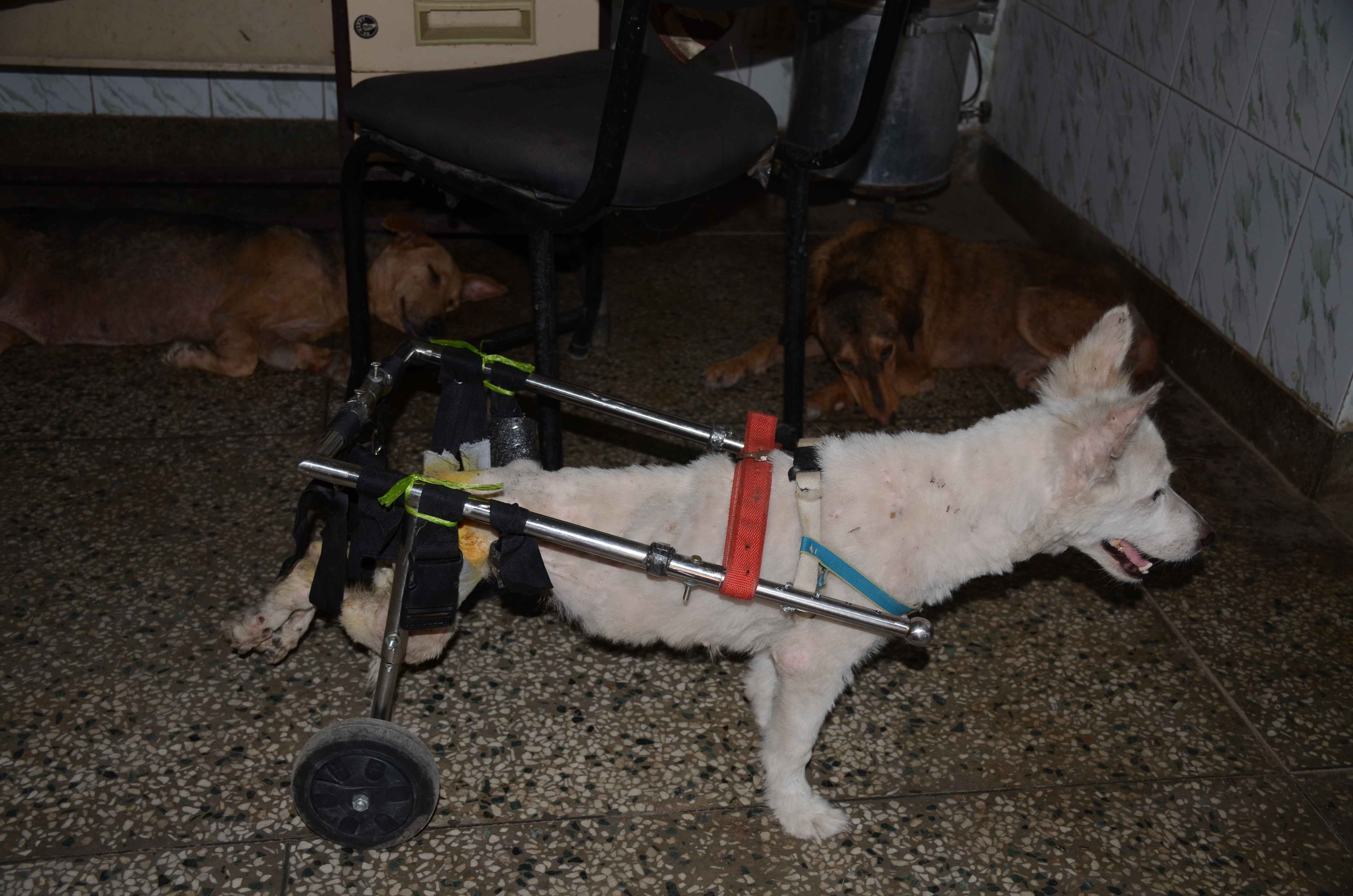 good days for injured animal in uttarakhand