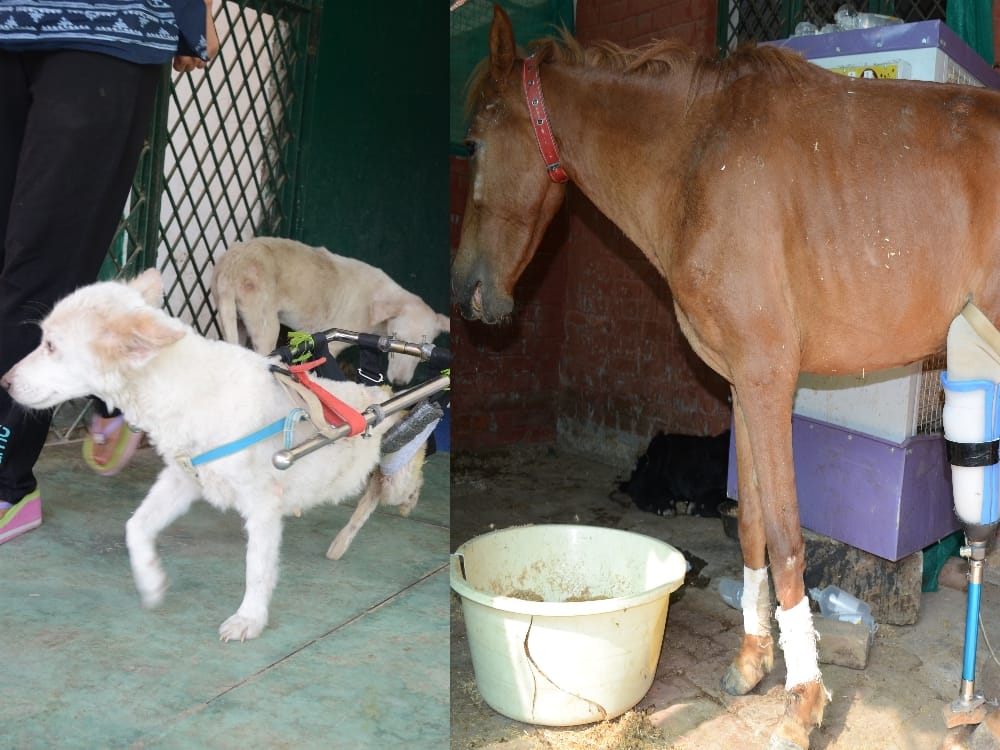 good days for injured animal in uttarakhand