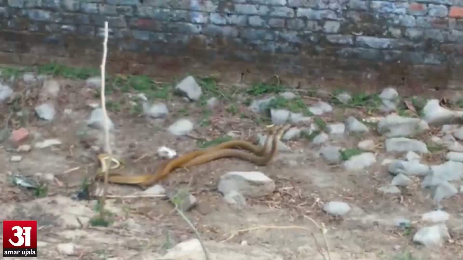 सांपो का मिलन देखने जुटी भीड़