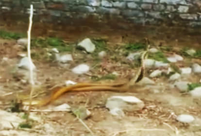 many people gathered to watch snakes nestling