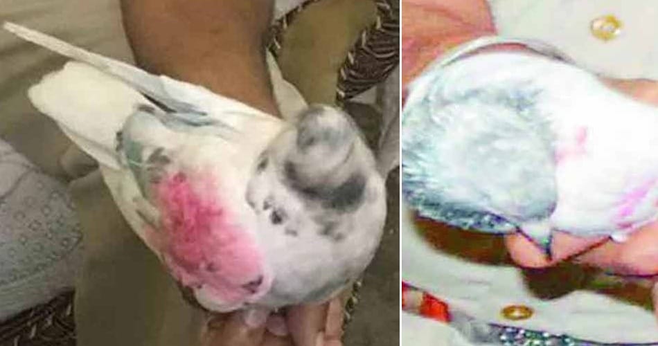 suspicious pigeon from pakinstan caught on indo pak border in gurdaspur