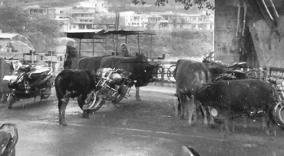 Stray animals still roaming the streets of the city