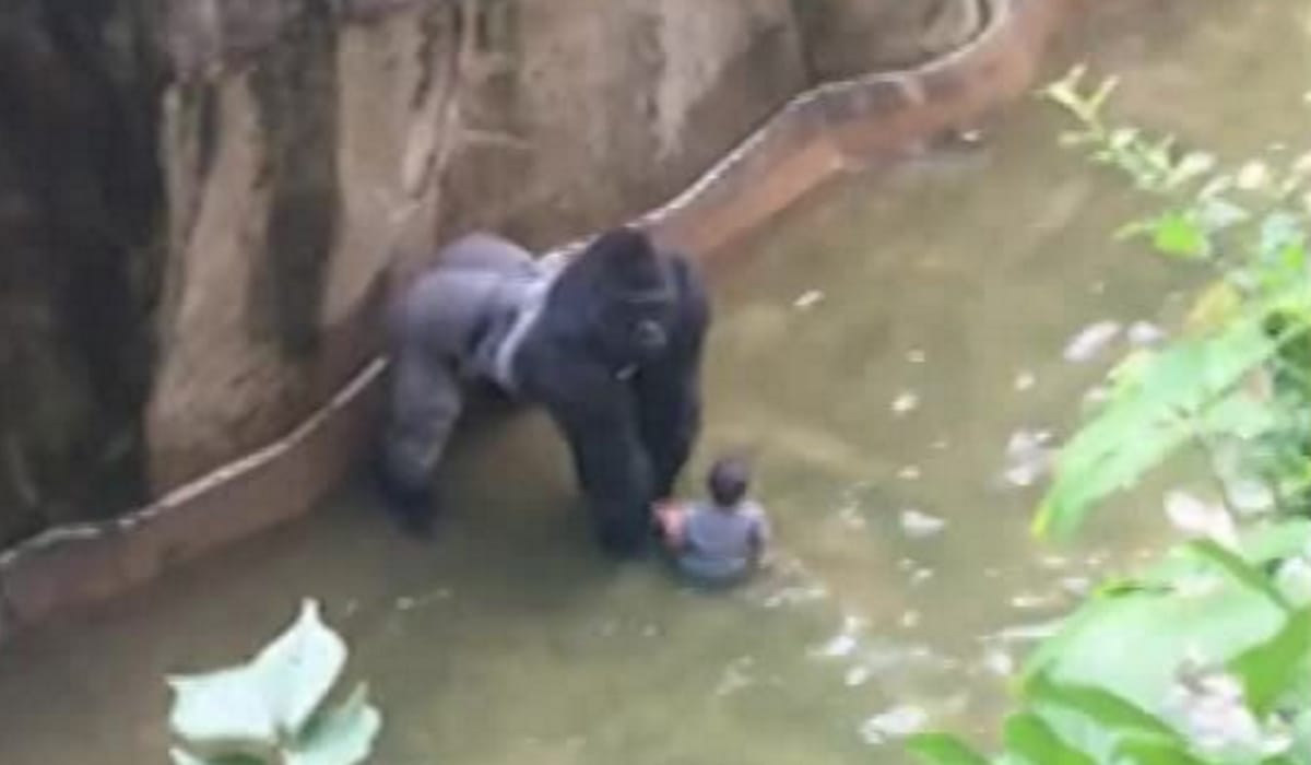 Gorilla shot dead after 4-year-old boy gets into enclosure at Cincinnati Zoo