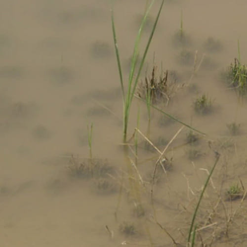 mohali, rainy water, withdrawal, pupile faced problam
