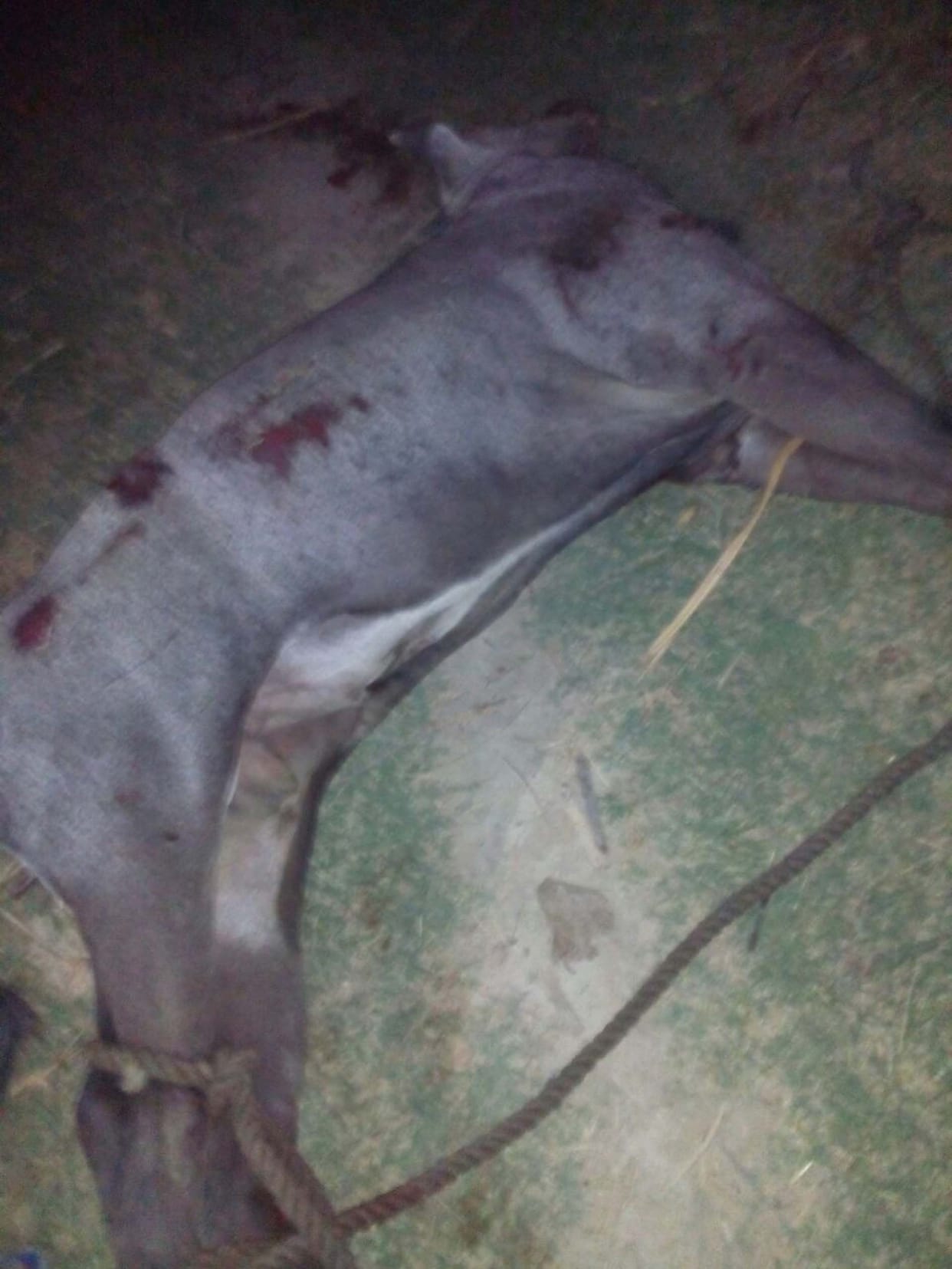 Nilgai killed with knives