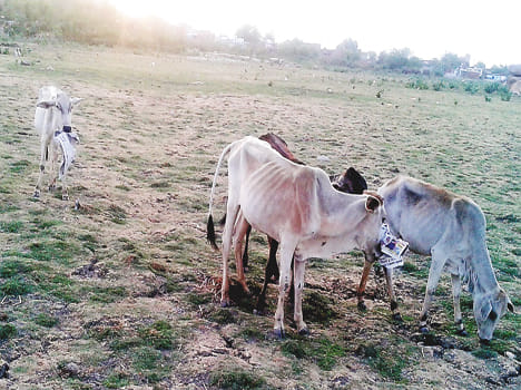 Deleting hungry animal eating paper and polythene