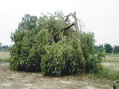 Devastation caused by typhoon