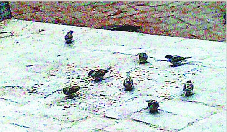sparrow again started chirping in Nirpudha 