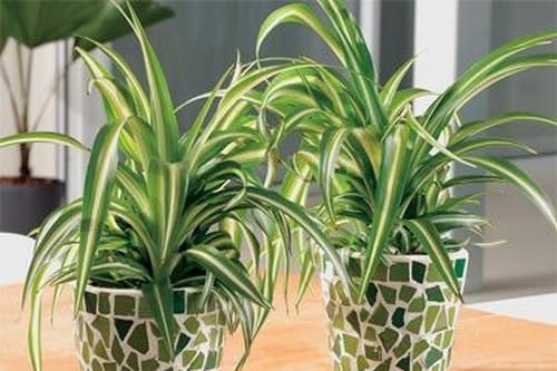 Top 10 Indoor Houseplants for Air Purifying
