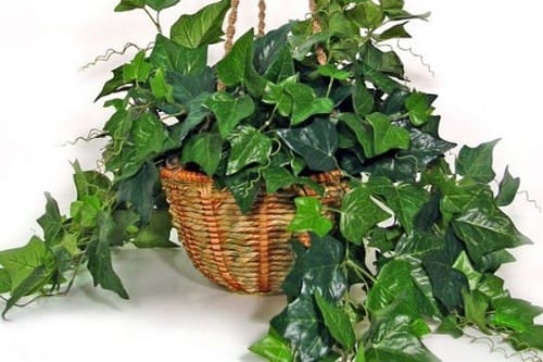 Top 10 Indoor Houseplants for Air Purifying