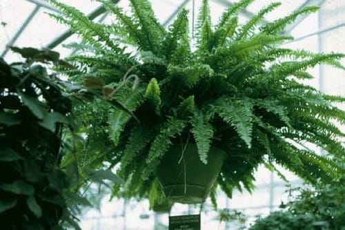 Top 10 Indoor Houseplants for Air Purifying