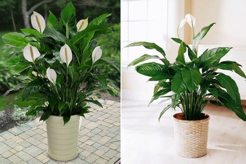 Top 10 Indoor Houseplants for Air Purifying
