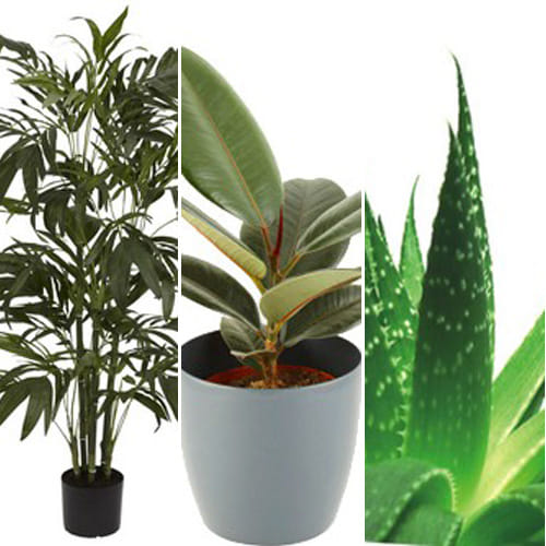 These type of seasonal plant is in demand at  Nurseries