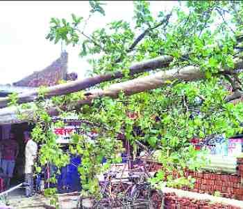 trees toppled onto houses to the storm