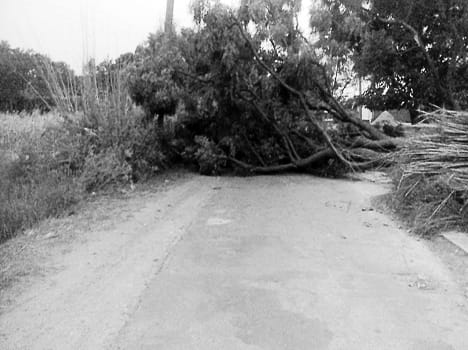 Blowing Trees collapse, crumble pole