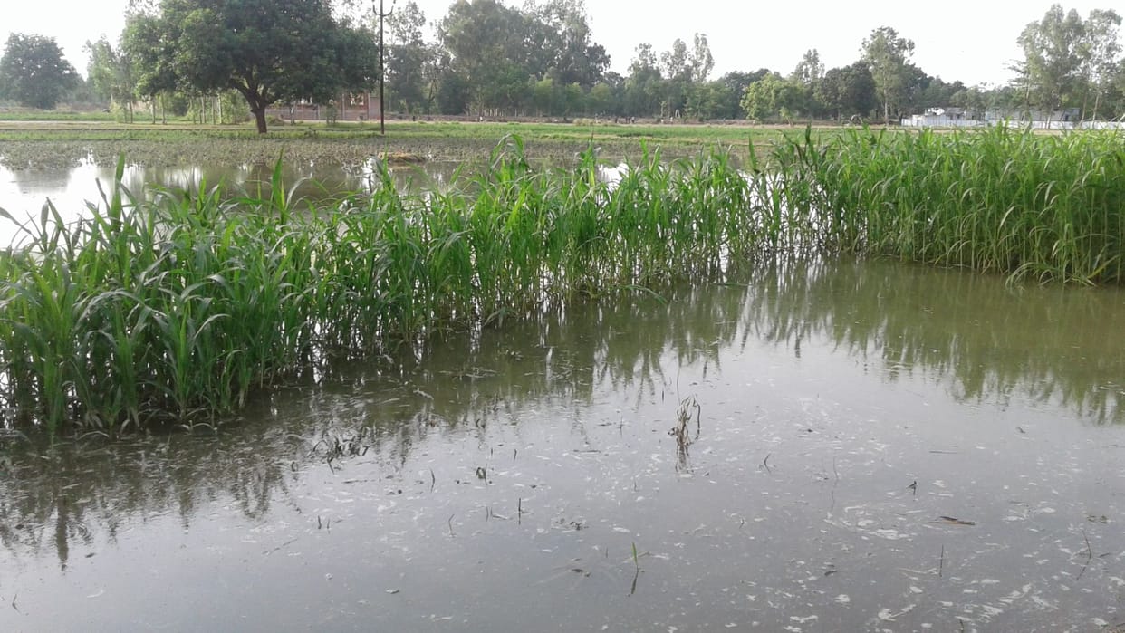 Minor cutting, 60 acres mentha destroyed 