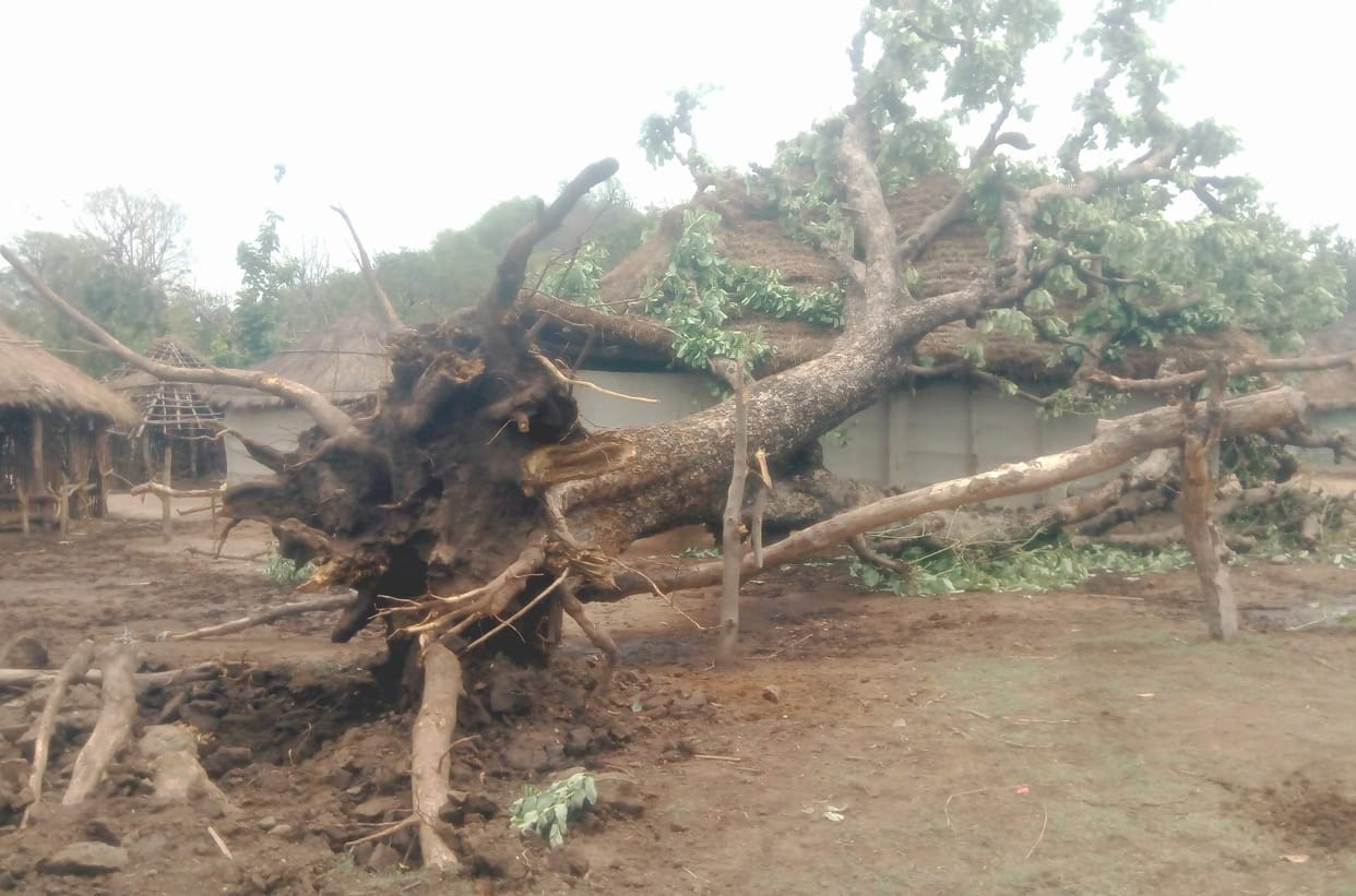 tree fallen, farmer died in accident