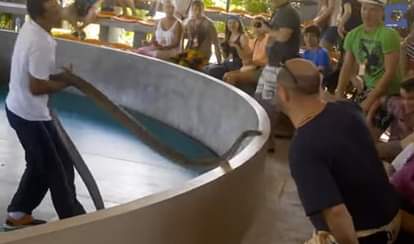 Cobra Almost Bites Crowd During Show