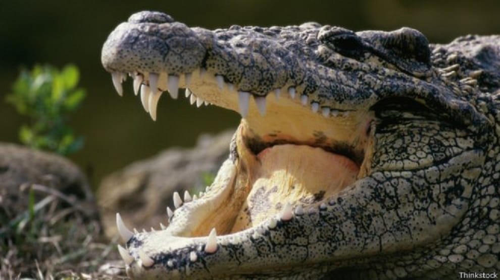 crocodile Swallow australian woman