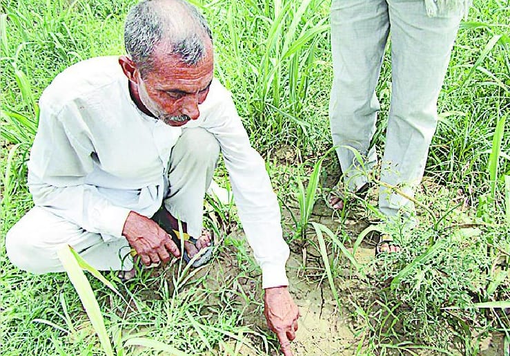 leopard claw marks met in the forest of Nirpudha 