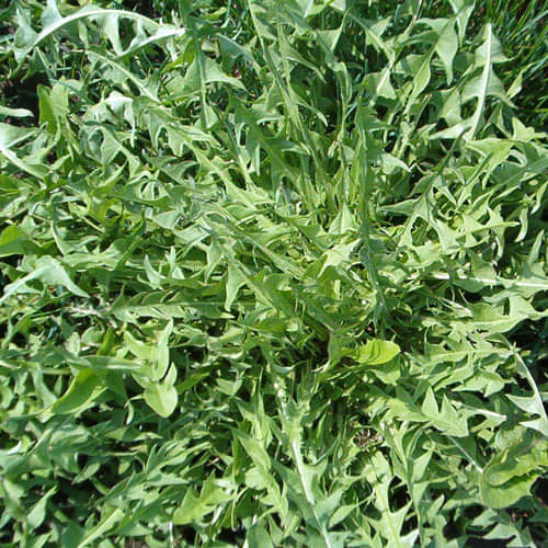 natural ways to find out if you are pregnant at home