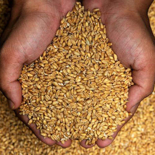 natural ways to find out if you are pregnant at home