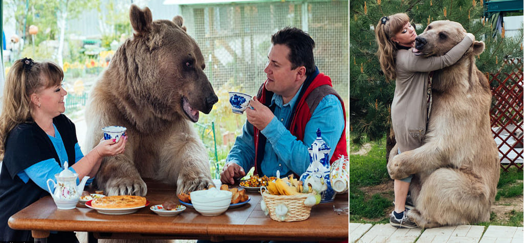  This Russian family have a bear just like Mowgli's Friend Baloo