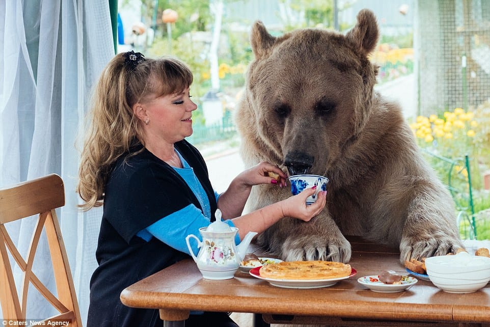  This Russian family have a bear just like Mowgli's Friend Baloo