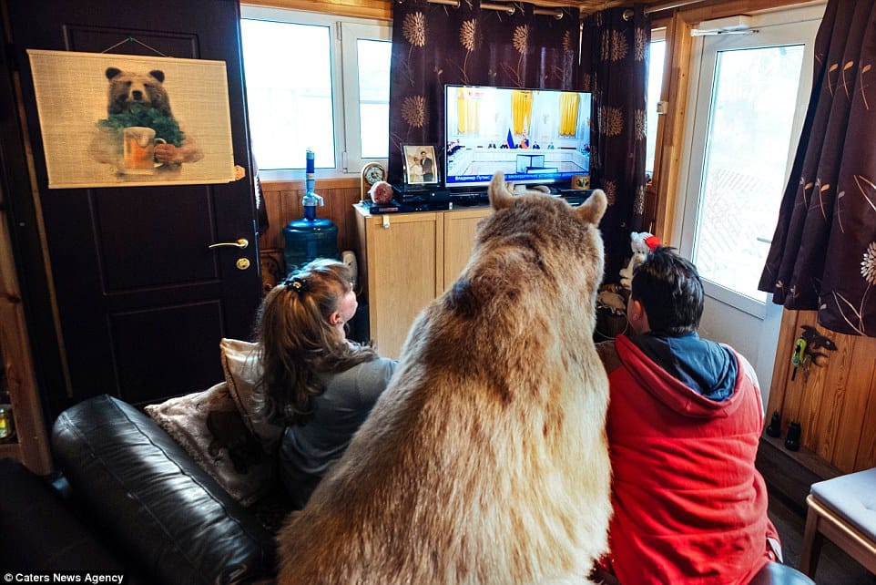  This Russian family have a bear just like Mowgli's Friend Baloo