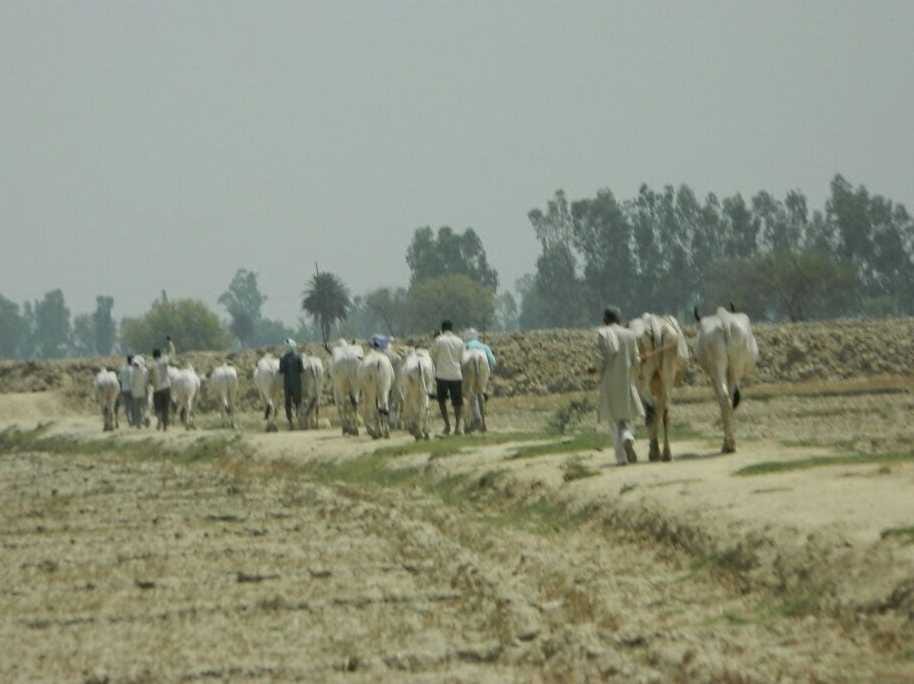 Musajag police canals I made the 30 bovine animals