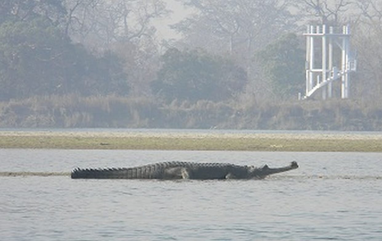 Alligators are breeding in 32 Nest