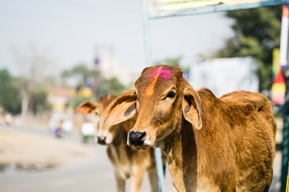 Desi cow will save from side effects of global warming
