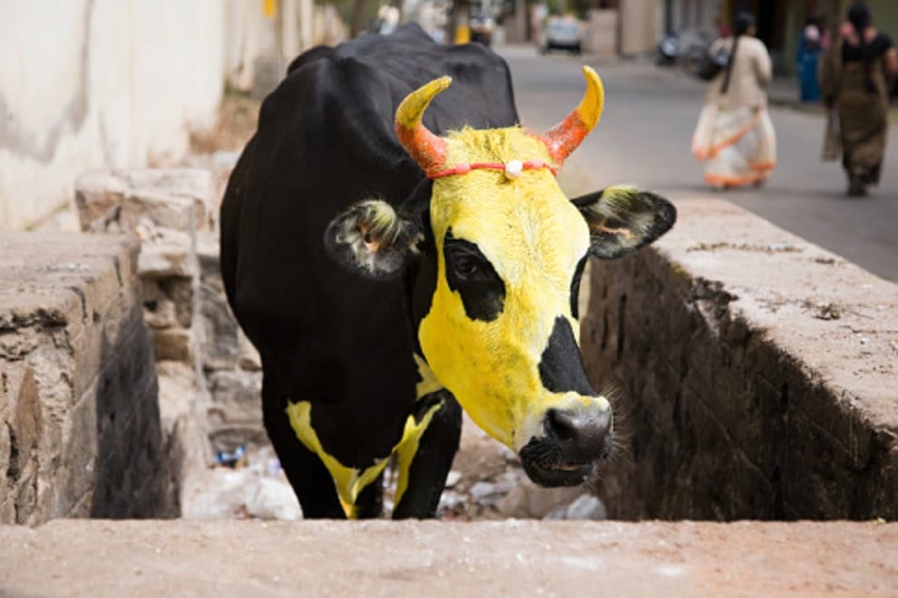 Car collides with cattle , roadside, property dealer