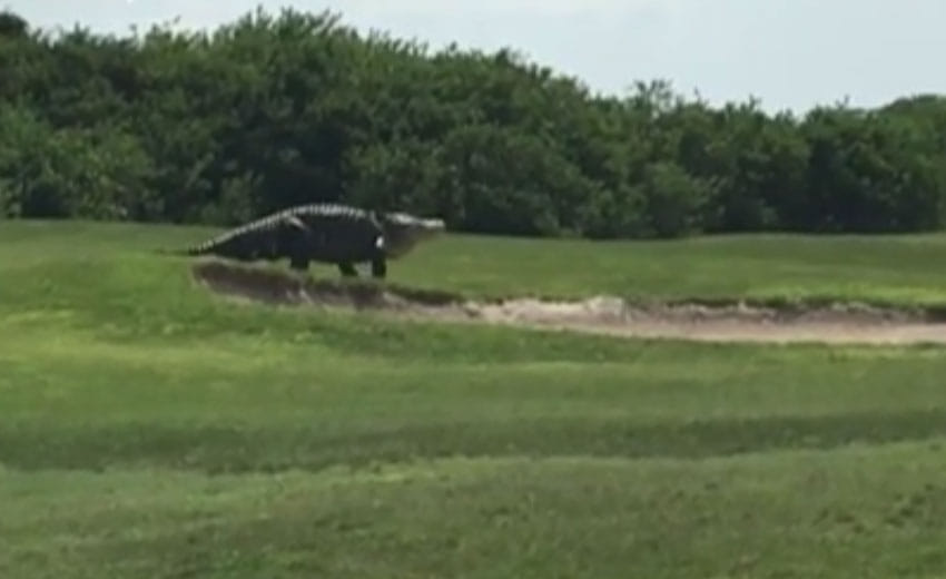 Players flew senses , the largest alligator rammed into a golf course