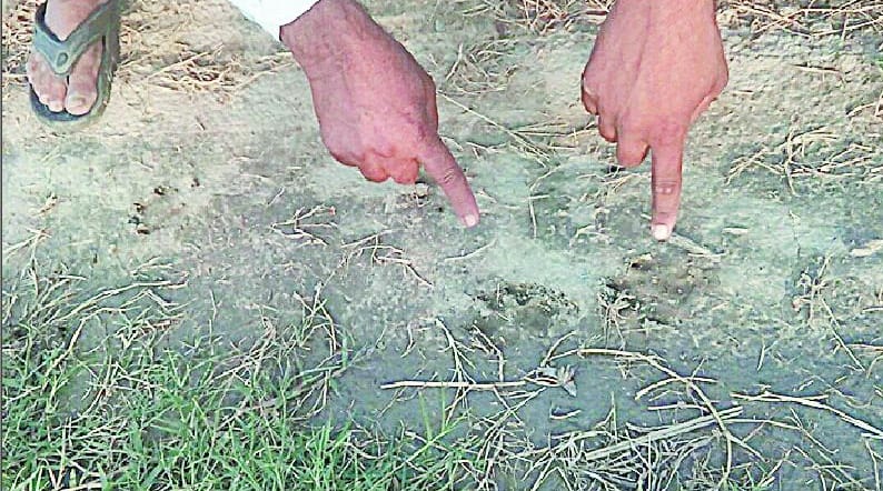 Leopard came Mujijabad Nangal from Nirpudha 