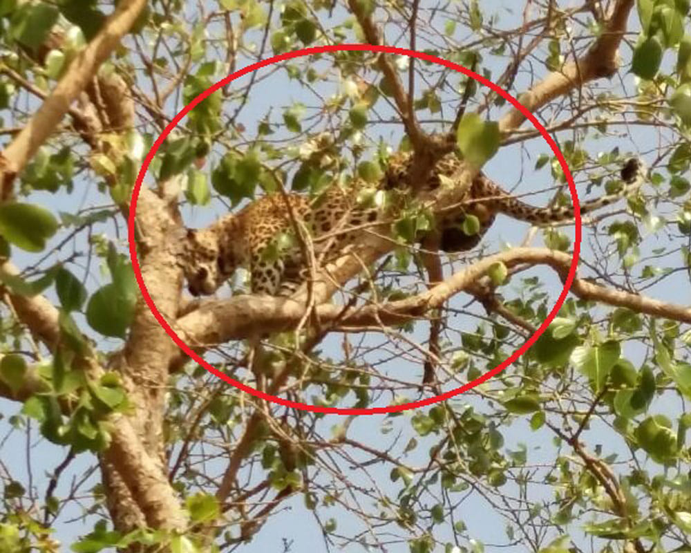 uttar pradesh : Leopard in village of Mirzapur , climbed on tree