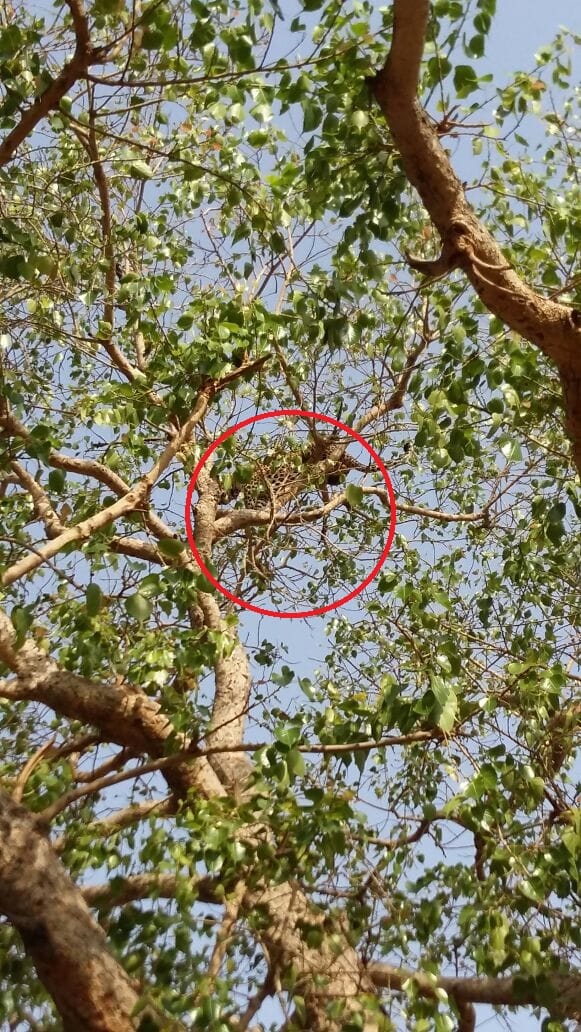 uttar pradesh : Leopard in village of Mirzapur , climbed on tree
