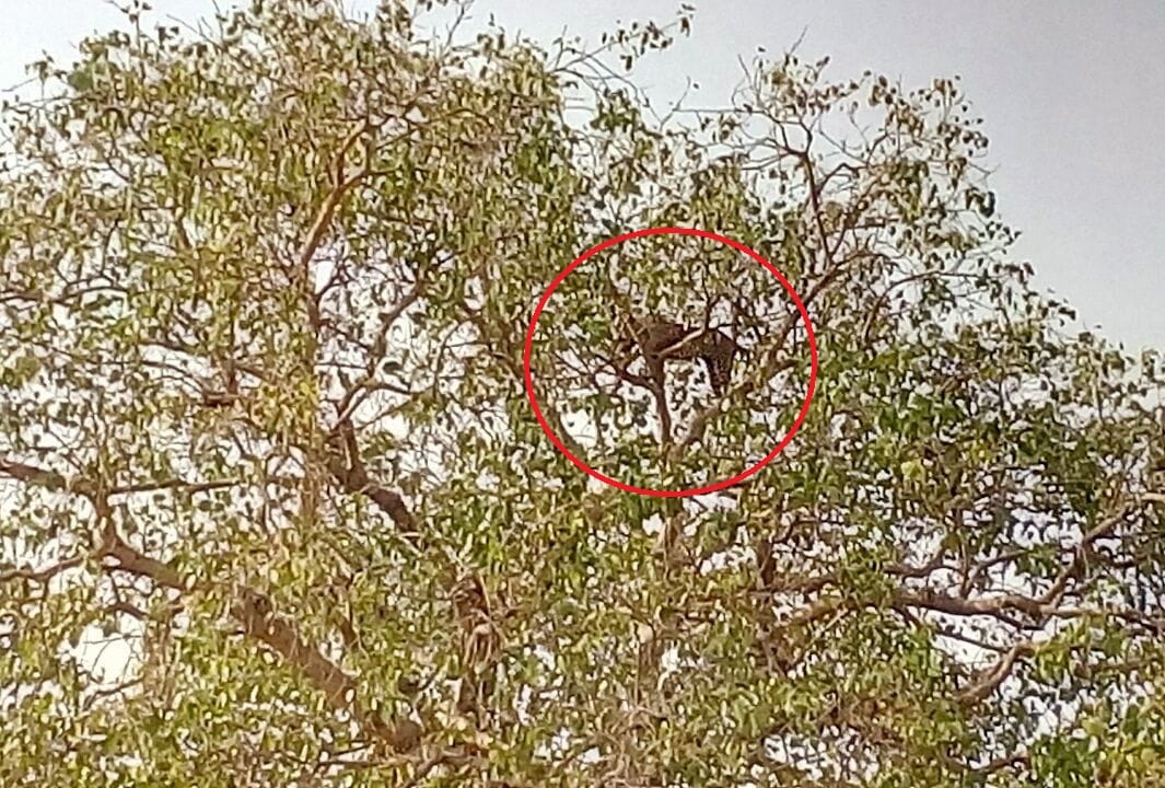 uttar pradesh : Leopard in village of Mirzapur , climbed on tree