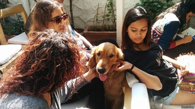 a restaurant where the Pets also have fun