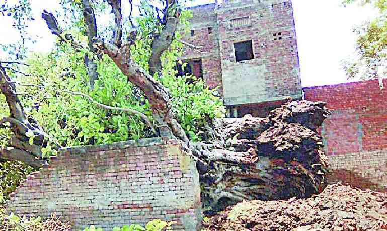 300 year-old tree in the storm dashed